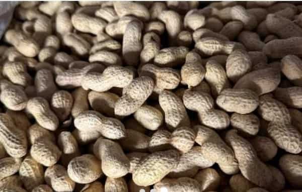 تصویر 2 از خرید و قیمت بادام زمینی خام + فروش عمده